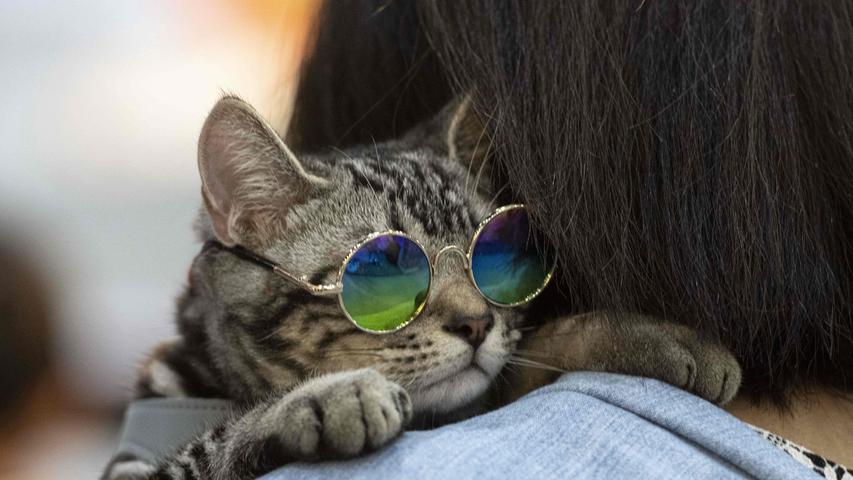 Cooler als Garfield und Simon the cat. Eine Katze mit maßstabsgetreuer Sonnenbrille kuschelt sich bei einer Haustier-Messe in Bangkok an ihren Dosenöffner. Ob sie mit diesem Outfit bei der abschließenden Prämierung der schönsten Stubentiger eine Chance aufs Siegerpodest hatte, ist nicht bekannt.