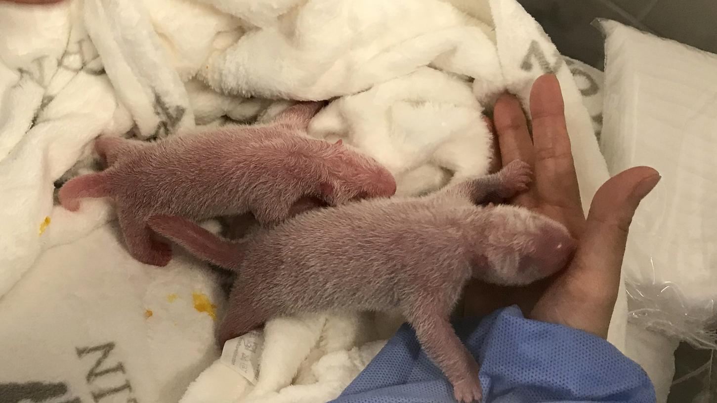 Panda-Dame Meng Meng hat am Samstagabend im Berliner Zoo Zwillinge geboren. Die beiden wiegen zusammen gerade einmal 300 Gramm.