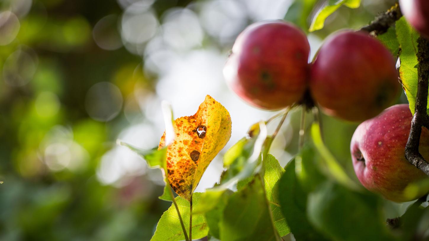 Die Obstbauern beklagen nach der Trockenheit 2018 die diesjährige Apfelernte.