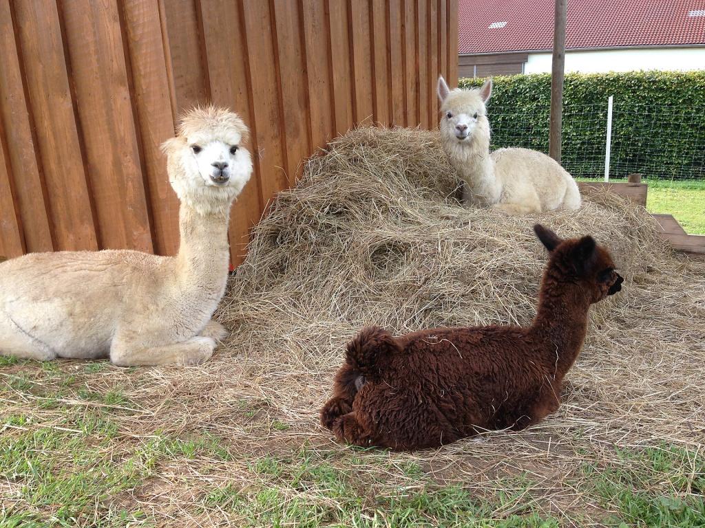 Wandern mit Lamas Alpakas in Franken Hier gibt es Touren