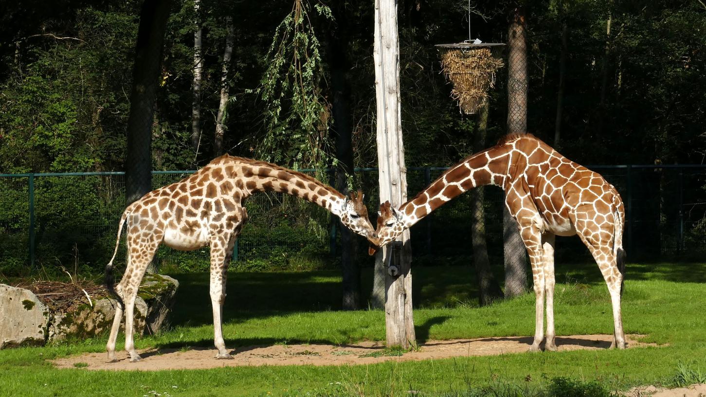 Die beiden Giraffen lassen sich gut anhand ihrer unterschiedlichen Fellmusterung auseinanderhalten: Die im Nürnberger Zoo neu eingezogene Lifty (links) vertritt die Art der Rothschild-Giraffen, deren Musterung an ein Aquarell erinnert, Lubaya (rechts) ist eine Vertreterin der mit klaren Linien konturierten Netzgiraffe.