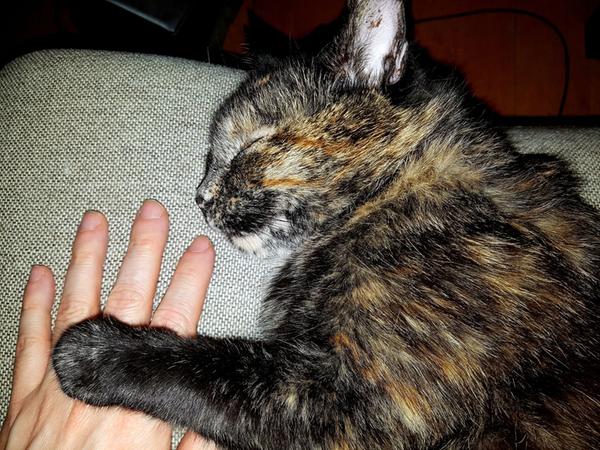 Gute Reise, Glenda: Abschiedsbrief an eine besondere Katze