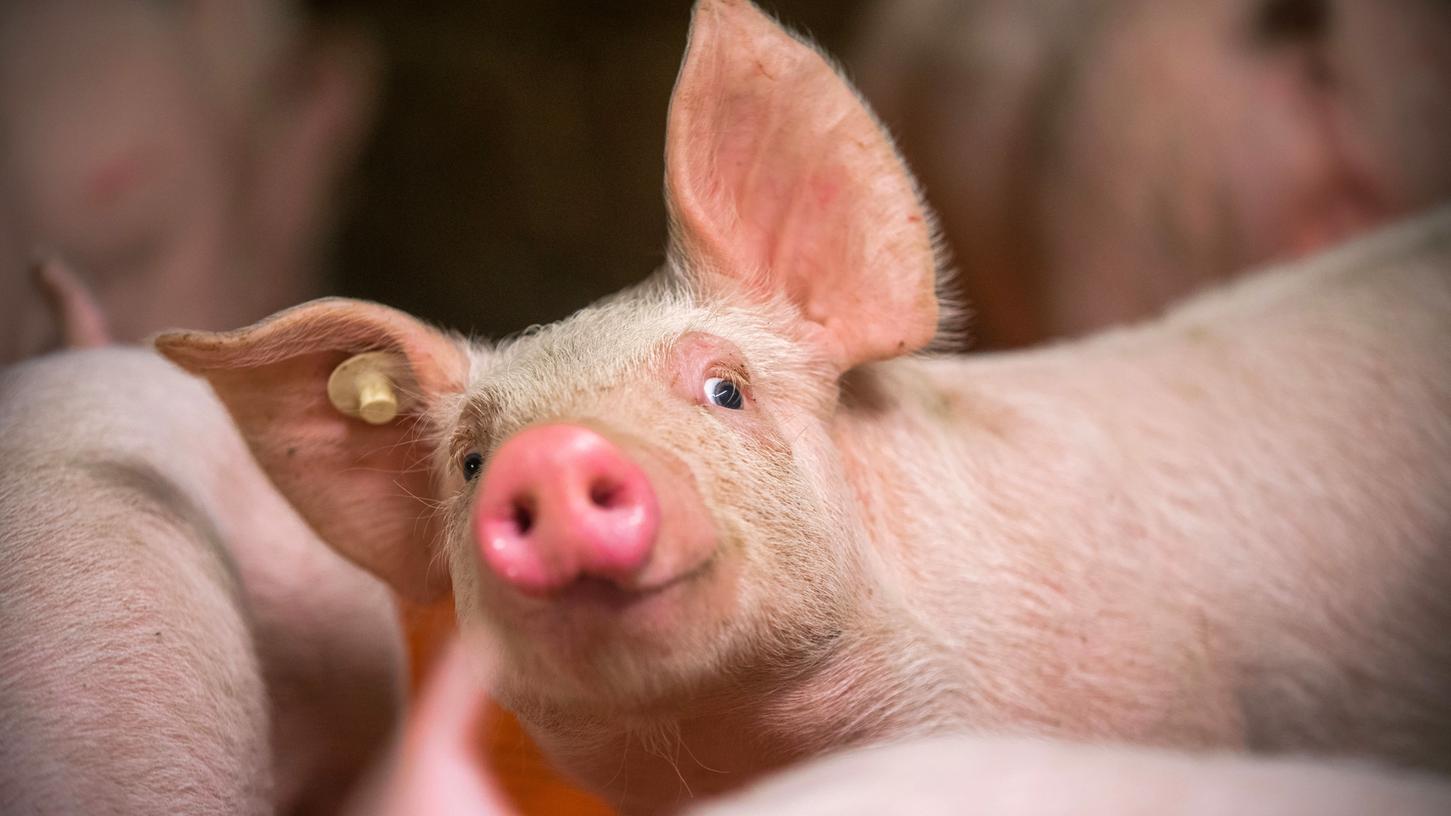 Das neue Tierwohl-Label soll vorerst nur Schweinefleisch kennzeichen.