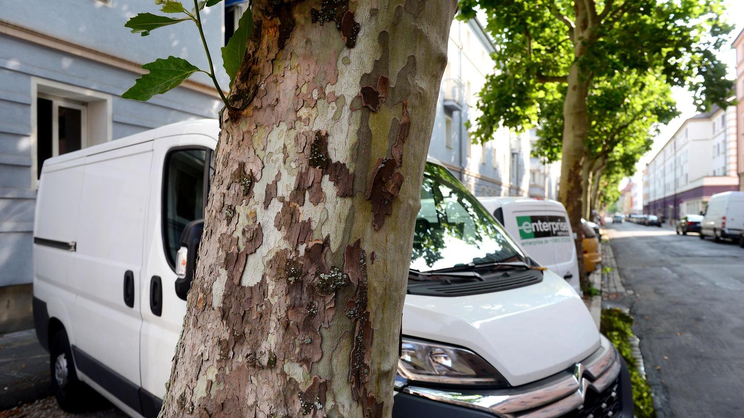 Bäume im Stress: Fürth kündigt Generalplan an