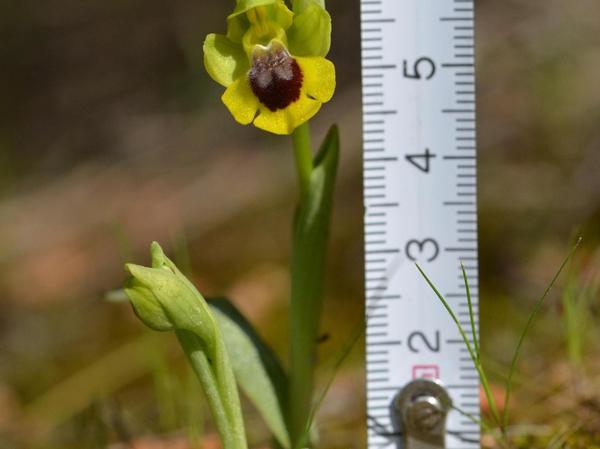 Kersbacher entdeckt in Spanien neue Orchideen-Art