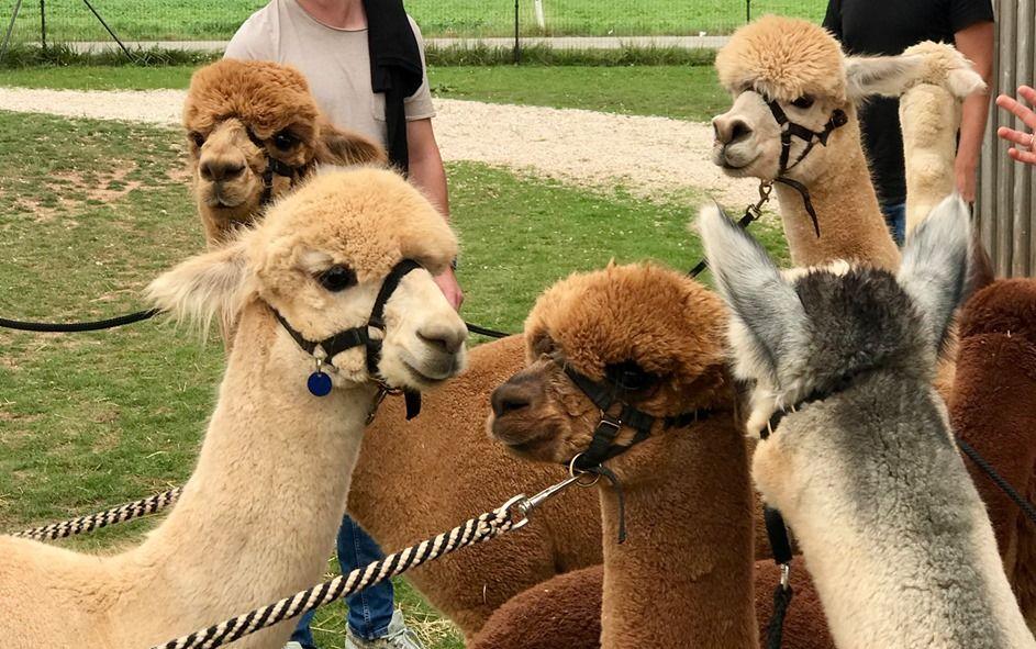 Wandern mit Lamas Alpakas in Franken Hier gibt es Touren