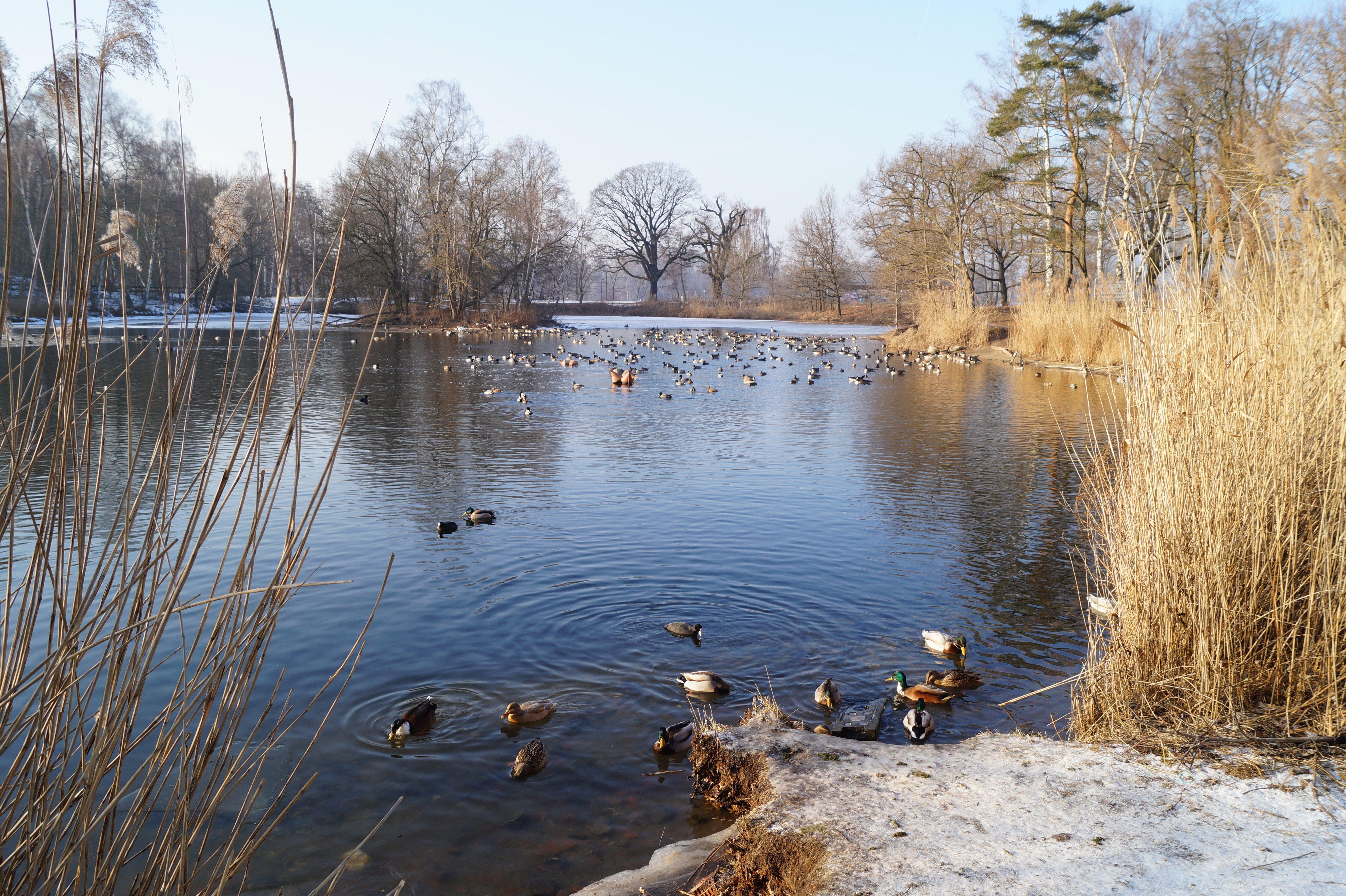 Etwas weniger los ist meistens an den kleineren Seen im Volkspark Dutzendteich. Der Silbersee hat sogar einen Spiel- und einen Skateplatz zu bieten. Auch einen Grillplatz gibt es. Baden sollte man dort aber auf keinen Fall: Das Wasser ist verseucht, da die künstlich angelegte Grube, in der sich das Wasser sammelt, während und nach der NS-Zeit als Sondermüll-Deponie genutzt wurde.