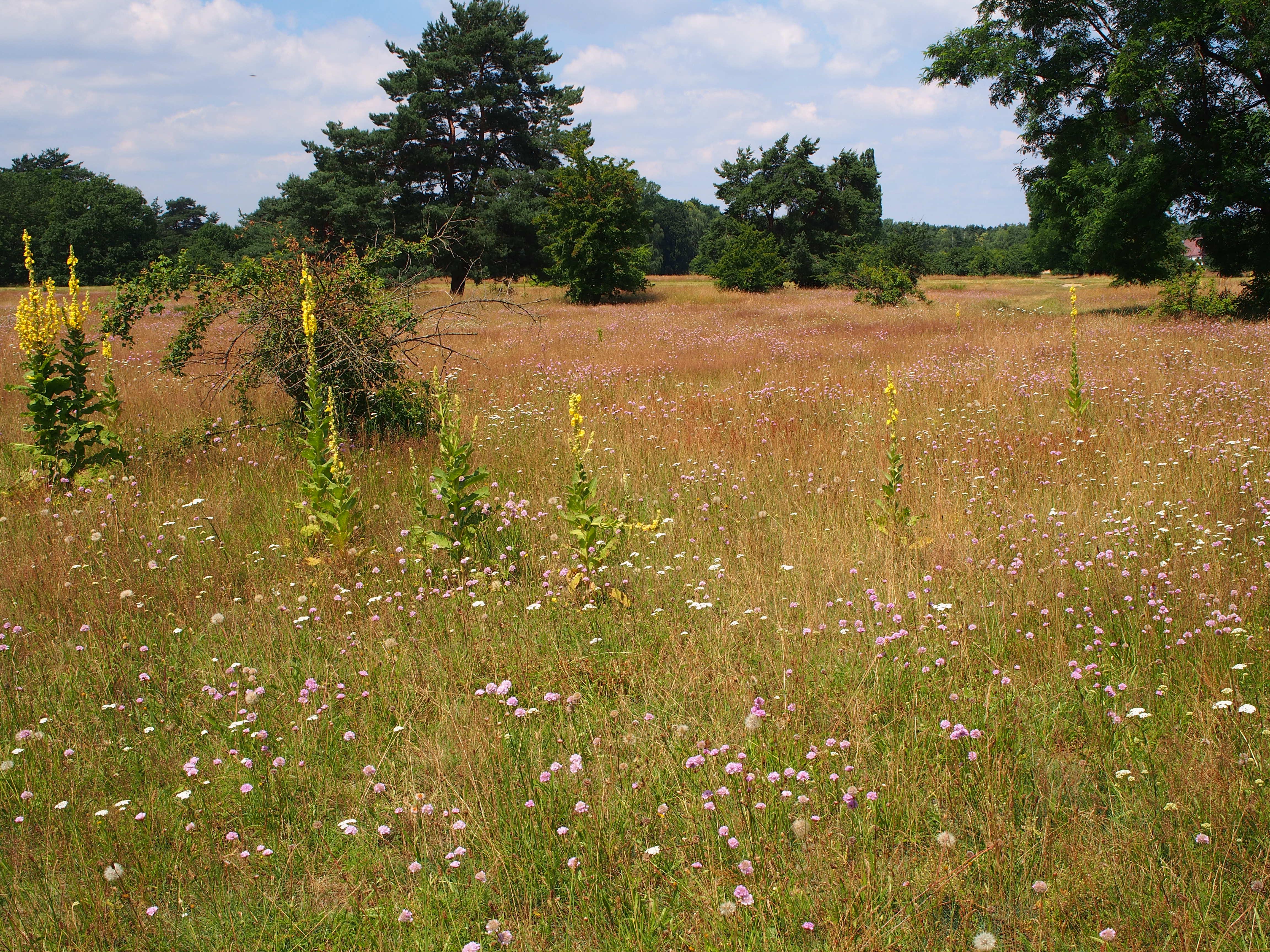 Das weitläufige Moorenbrunnfeld im Südosten Nürnbergs ist ein schöner Ort um mit dem Hund Gassi zu gehen oder einfach nur so die Natur zu genießen. Manchmal...