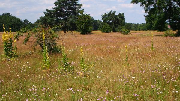 Das weitläufige Moorenbrunnfeld im Südosten Nürnbergs ist ein schöner Ort um mit dem Hund Gassi zu gehen oder einfach nur so die Natur zu genießen. Manchmal...