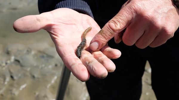 Und siehe da: ein fetter Wattwurm. Bis zu 40 Zentimeter lang wird der rotbraune Wurm. Denn ga ganzen Tag lang frisst er den Sand des Wattes und filtert die organischen Stoffe als Nahrung heraus. Der Sand wird wieder ausgeschieden.