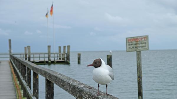 Möwen sind durchaus neugierig.