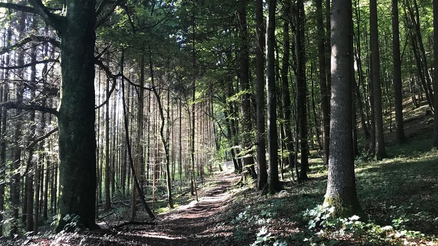 Der Vormittag des zweiten Streckenabschnitts begann mit einem Exkurs auf den Frankenweg-Trail, der an Egloffstein entlangführt.