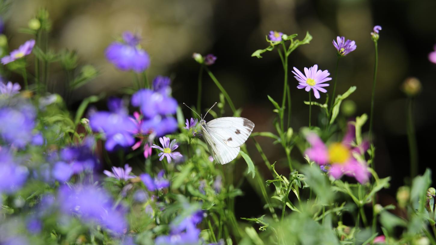 Reichlich Tummelfläche für Kohlweißlinge, wie hier im Bild, aber auch für ein Fülle von anderen Insekten und dazu eine große Vielfalt an Pflanzenarten soll das neue Blühflächenkonzept von LBV und Marktgemeinde für Postbauer-Heng bieten.