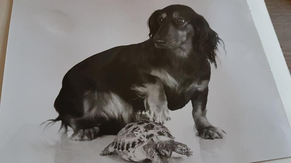 Tag der Trauer Unsere User gedenken ihrer verstorbenen Haustiere