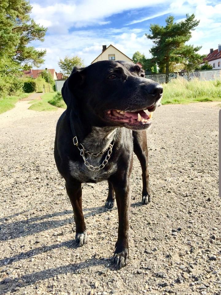 Tag der Trauer Unsere User gedenken ihrer verstorbenen Haustiere