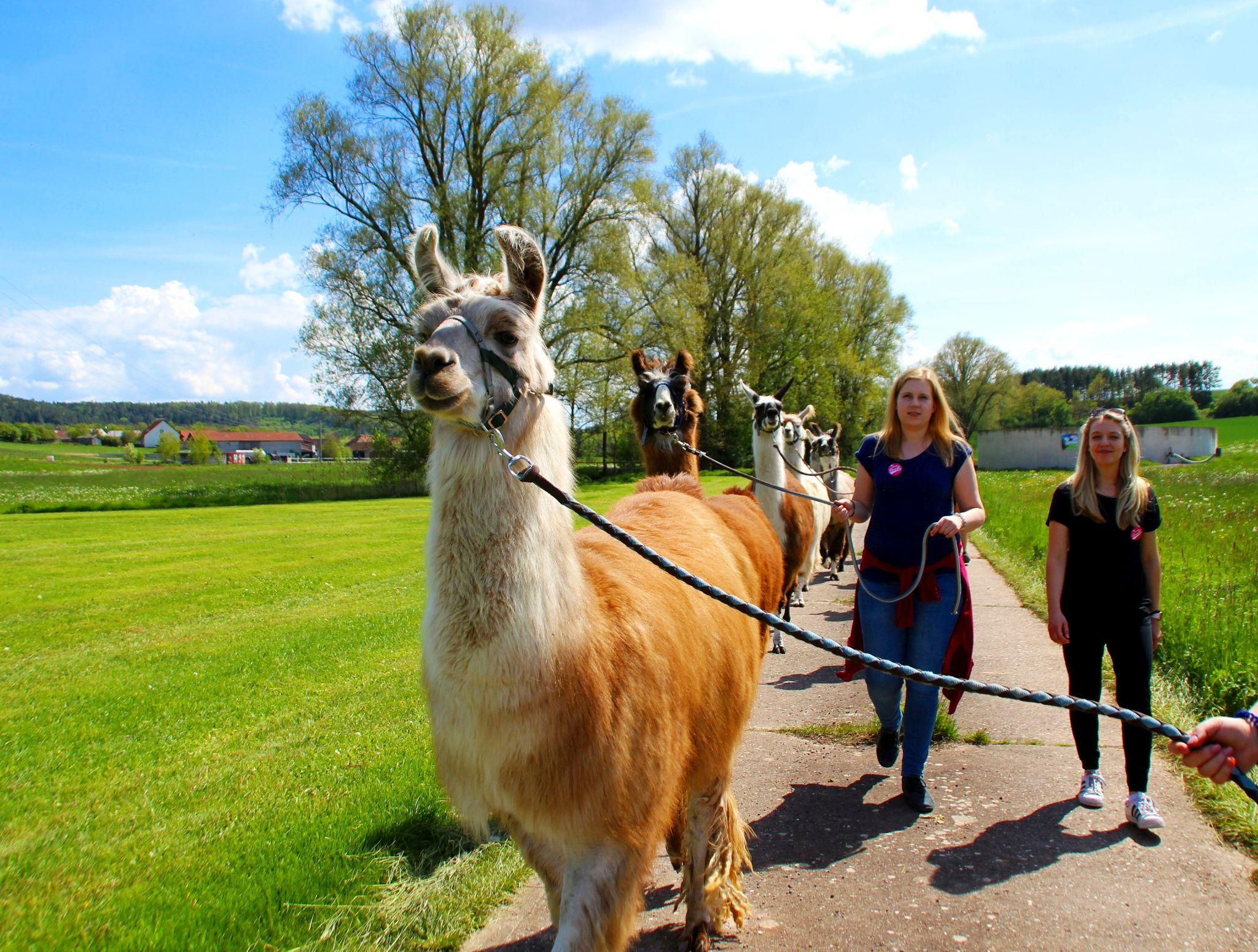 Hier k nnen Franken mit Alpakas und Lamas wandern Nordbayern