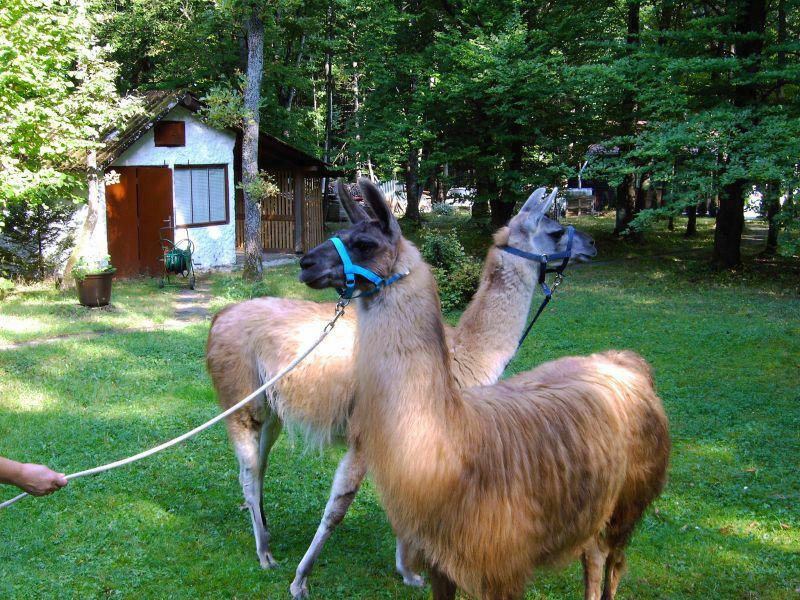 Wandern mit Lamas Alpakas in Franken Hier gibt es Touren