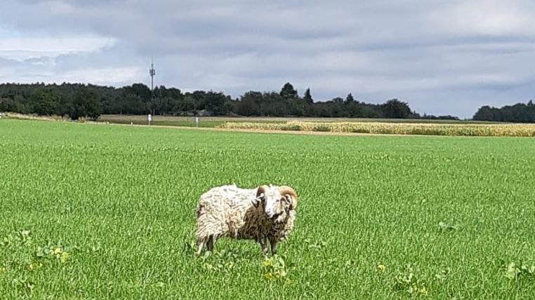 Der abtrünnige Schafbock lässt es sich auf einer satten Wiese gut gehen.