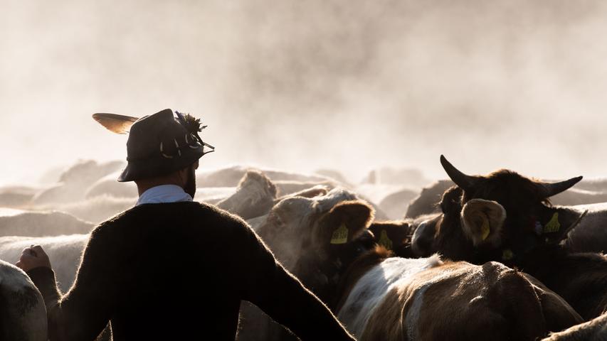 Heimatidyll: Beim traditionellen Viehscheid von Bad Hindelang werden etwa 700 Kühe von fünf Almen zurück ins Tal getrieben.