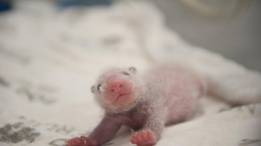 Niedlich: Fast nackt und noch blind liegt eines der beiden Panda-Jungtiere im Zoo Berlin auf einer Decke.