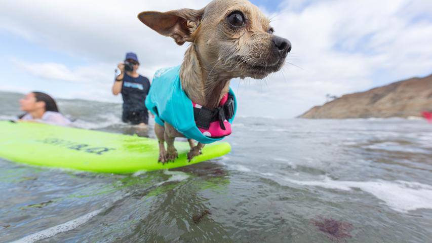 Sportlich: Am US-amerikanischen Huntington Beach treten jährlich Hunde zum "Surf City Surf Dog" an. Ob die sogenannten SurFurs das Wellenreiten genießen, ist dabei doch eher fraglich.