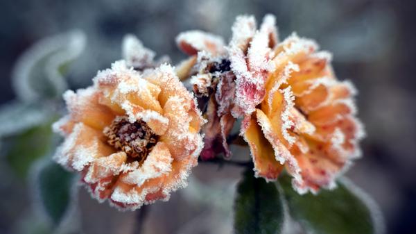 Rosen und andere zarte Pflanzen brauchen einen guten Schutz, besonders in kalten Lagen. Denn die Veredelungsstelle, also die verdickte Verbindung von Unterlage und Edeltrieb, ist bei Rosen im Winter die empfindlichste Stelle — auch wenn sie meist fünf Zentimeter tief in der Erde liegt. Mit dem so genannten Anhäufeln, also einem zusätzlichen 15 Zentimeter hohen Erdkegel rund um den Austrieb, schafft man einen guten zusätzlichen Frostschutz. Vor allem, wenn man besonders sensiblen Sorten noch eine Abdeckung mit Fichtenzweigen spendiert. Vor dem Anhäufeln werden die Triebe der Gartenrose um etwa die Hälfte eingekürzt, rät die Bayerische Gartenakademie. Der richtige Rückschnitt wird aber erst im Frühjahr vorgenommen. Die Strauchrose muss im Herbst nicht geschnitten werden. Kletterrosen sollte man mit Fichtenzweigen gut einpacken, auch ihre Äste.