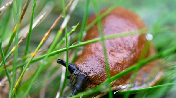 Kaum ist der Boden etwas wärmer, kommen sie wieder hervor: die Schnecken. Kurz nach dem Winter haben sie großen Hunger. Wer den Weichtieren frühzeitig in die Quere kommt, verhindert somit Schlimmeres an den Jungpflanzen. Also am besten bereits jetzt Barrieren bauen, tödliches Schneckenkorn ausstreuen, die Tiere absammeln oder Vlies über die Beete spannen - alles Experten-Empfehlungen, die man letzten Endes mit seinem Gewissen vereinbaren muss. Noch ein präventiver Tipp: Lockern Sie die Beete im März einmal mit der Hacke durch, insbesondere rund um die besonders begehrte Stauden. Dabei geraten immer wieder Schneckennester ans Tageslicht. Die kugelrunden weißen Eier sind ein gefundenes Fressen für alle Vögel.