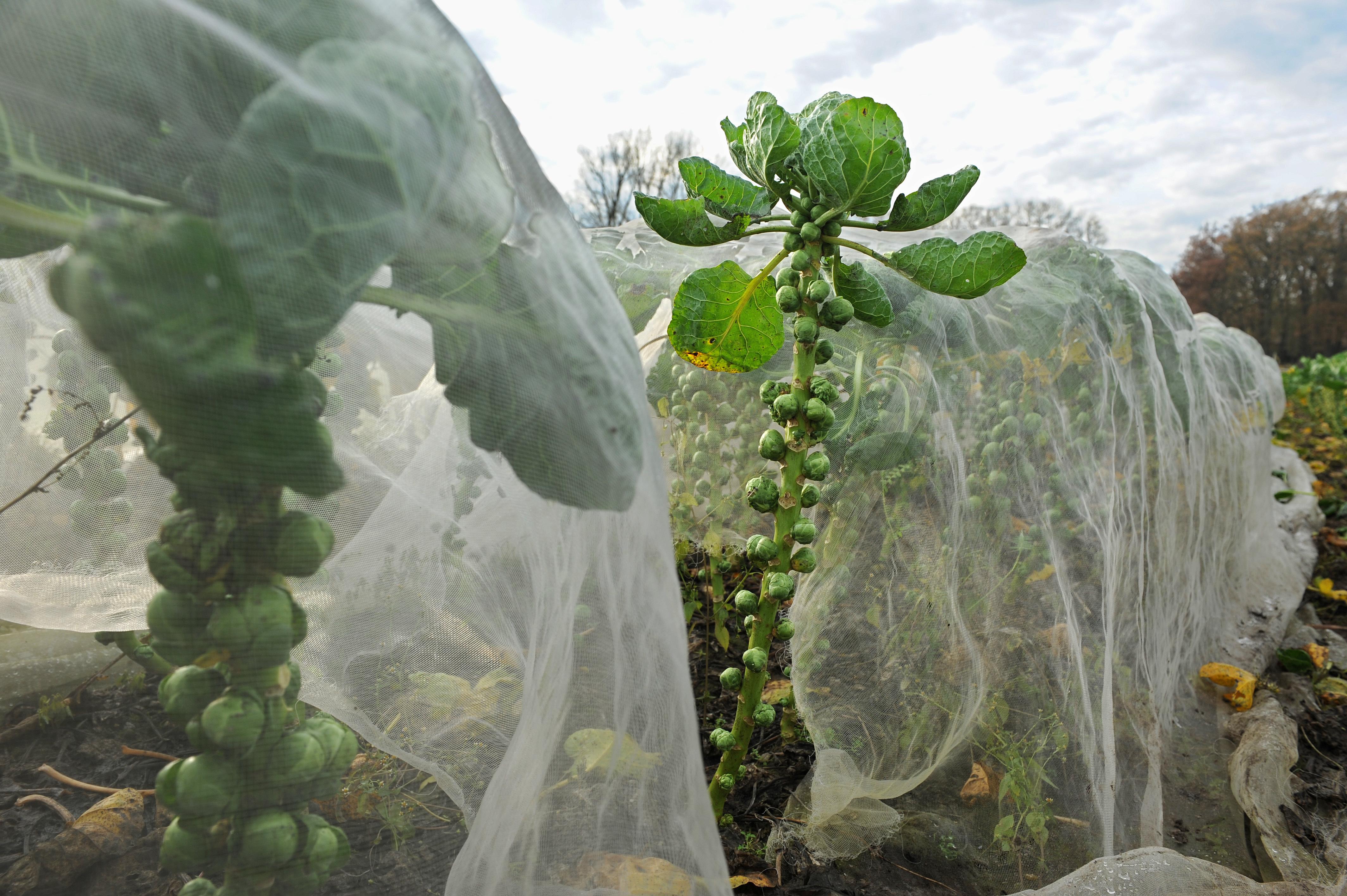 Manche Gemüsesorten trotzen selbst ganz tiefen Temperaturen: Feldsalat zum Beispiel kann den ganzen Winter draußen bleiben. Trotzdem schadet es nicht, wenn man die Reihen mit schützendem Vlies oder Tannenzweigen abdeckt. Auch Rosenkohl und Grünkohl sind hart im Nehmen. Sie brauchen sogar einige Wochen mit kaltem Wetter. Erst danach schmecken sie richtig gut. "Genussgärtnern im Winter macht Spaß: Es gibt kaum Schädlinge, wenig Arbeit, aber eine reiche Ernte", schwärmt Wolgang Palme von der Höheren Bundeslehr- und Forschungsanstalt für Gartenbau in Wien. "Das Frischgemüse aus dem eigenen Garten schmeckt im Winter doppelt so gut, hat gesunde Vitamine und tut mit seinem leuchtenden Grün nicht nur dem Körper, sondern auch der Seele gut."