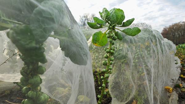 Manche Gemüsesorten trotzen selbst ganz tiefen Temperaturen: Feldsalat zum Beispiel kann den ganzen Winter draußen bleiben. Trotzdem schadet es nicht, wenn man die Reihen mit schützendem Vlies oder Tannenzweigen abdeckt. Auch Rosenkohl und Grünkohl sind hart im Nehmen. Sie brauchen sogar einige Wochen mit kaltem Wetter. Erst danach schmecken sie richtig gut. "Genussgärtnern im Winter macht Spaß: Es gibt kaum Schädlinge, wenig Arbeit, aber eine reiche Ernte", schwärmt Wolgang Palme von der Höheren Bundeslehr- und Forschungsanstalt für Gartenbau in Wien. "Das Frischgemüse aus dem eigenen Garten schmeckt im Winter doppelt so gut, hat gesunde Vitamine und tut mit seinem leuchtenden Grün nicht nur dem Körper, sondern auch der Seele gut."