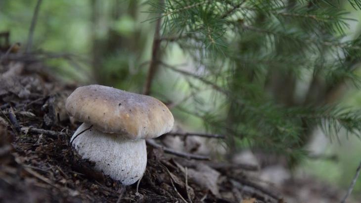 Wer sich auskennt, kann ab dem Spätsommer im Wald fette Beute machen - dabei sollte man allerdings den ein oder anderen Rat befolgen. Wer sich auskennt, kann ab dem Spätsommer im Wald fette Beute machen - dabei sollte man allerdings den ein oder anderen Rat befolgen.