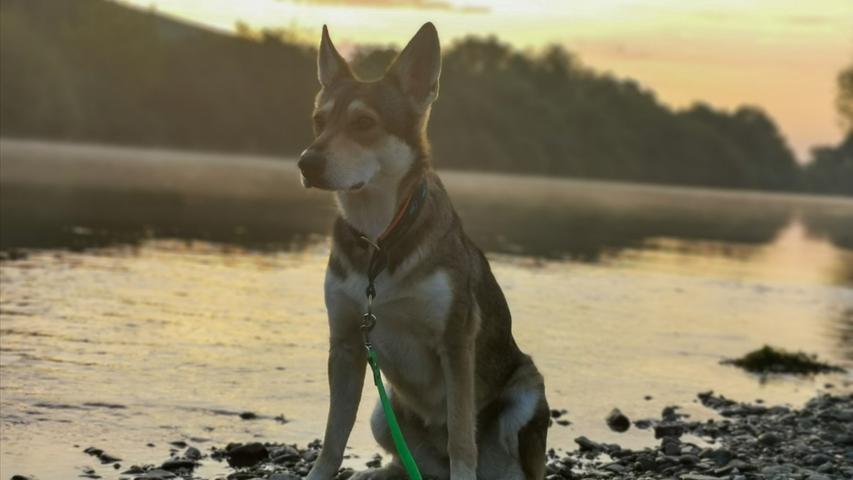 Ein schöner Ort für einen Spaziergang ist auch Nordheim am Main. Am Ufer kann man sich ausruhen, während sich der Hund im Wasser erfrischt.