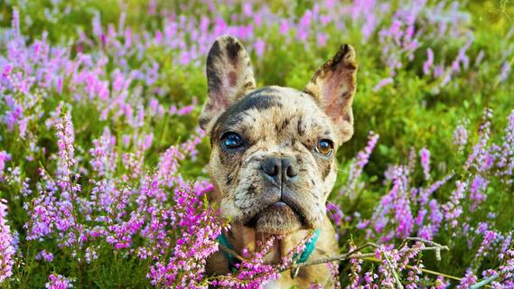 Ausflug mit Hund: Hier können Sie den Frühling mit ihrem Vierbeiner genießen
