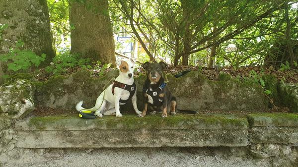 Molly und Pixie können sich im Felsengarten Sanspareil austoben, während Nicole die beeindruckenden Steinbauten erkunden kann.