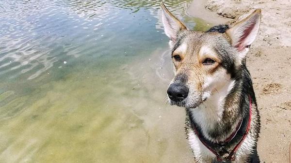 Das ist Elkes Begleiter am Dutzendteich. Das Spielen zwischen dem Laub macht sicher Spaß.