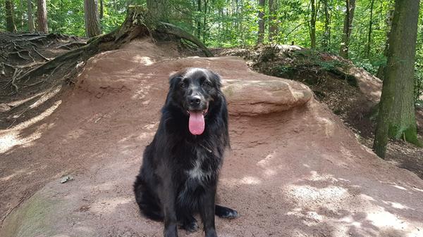 Michael und sein treuer Begleiter wandern gerne am Schmausenbuck. Ihre Freude haben sie vor allem an der tollen Natur, dem abwechslungsreichen Gelände und der ruhigen Umgebung.