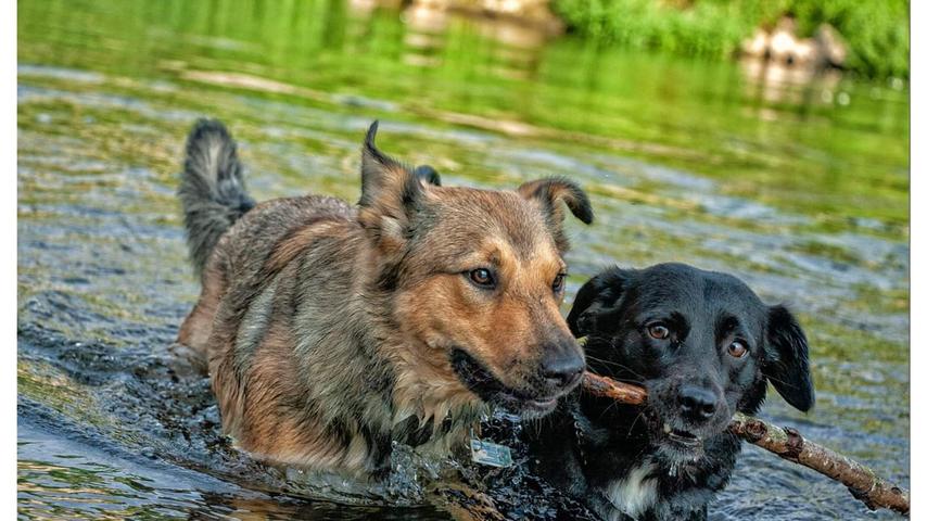 Ein wunderschönes Ziel ist auch Zapfendorf am Main. Das Stöckchen aus dem Wasser zu holen, macht den Hunden anscheinend Spaß.