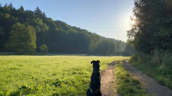 Hier kann man sich einfach die Sonne ins Gesicht scheinen lassen und die Natur im Aurachtal genießen. Das ist definitiv ein Ort zum Abschalten für Mensch und Tier.
