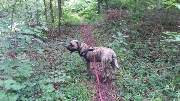 Einen wunderschönen Waldspaziergang kann man im schönen Steigerwald machen - so wie Sabine mit ihrem Vierbeiner.