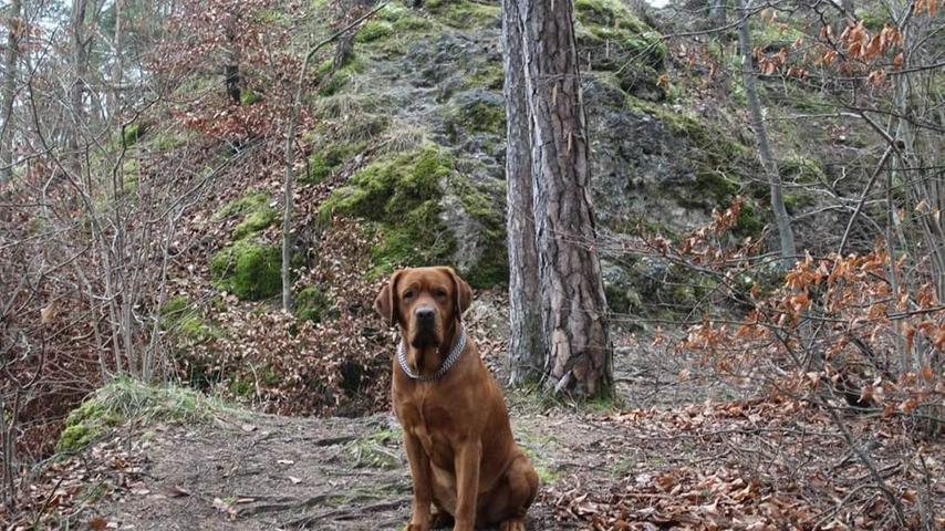 Susanne geht gerne mit ihrem Hund auf eine Felsenwanderung in Tüchersfeld. Das abwechslungsreiche Terrain bietet eine tolle Möglichkeit für eine Auszeit für Mensch und Tier.