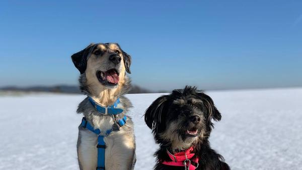Wer weite, freie Flächen zum Spielen für die Hunde sucht, dem bietet sich Pfeffertshofen an. Nicoles Vierbeiner sehen immerhin zufrieden aus.