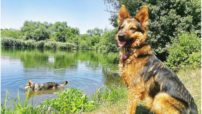 Juliane nimmt sich mit ihren Hunden gerne am Altmain-Sommerach/Gerlachshausen eine Auszeit. Durch die Bademöglichkeit sicherlich ein empfehlenswertes Ziel.