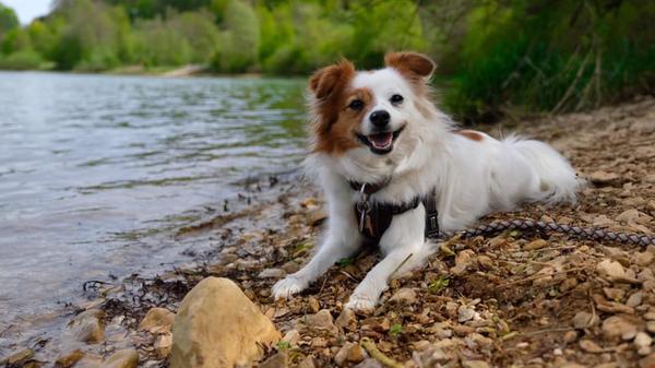 Tess und ihr Frauchen Kerstin verbringen ihre Zeit gerne am Happurger Stausee. Die Ruhe und die Natur bieten schöne Entspannungsmöglichkeiten für die beiden.