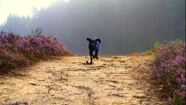 Bei Ernhofen auf dem Heidfeld können sich Vierbeiner völlig austoben. Luisa geht hier mit ihrem Hund, welcher sichtlich Spaß an der Sache hat, auch gerne spazieren.
