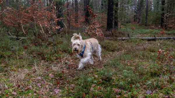 Kara und ihr Frauchen mögen es, im Wald spazieren zu gehen. Der Kraftshofer Forst zwischen Buchenbühl und Kalchreuth eignet sich gut dafür.