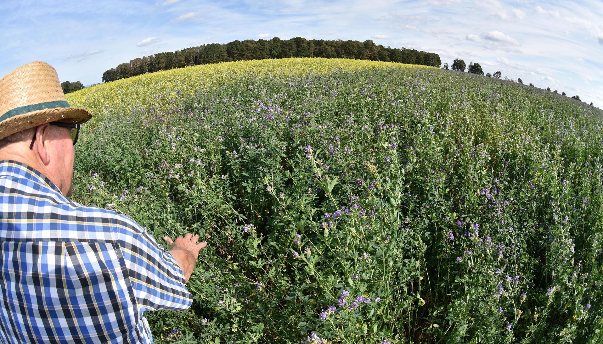Auf 102.203 Hektar wurden im Jahr 2019 Leguminosen zur Ganzpflanzenernte als Raufutter für das Vieh angebaut. Dazu zählen insbesondere Klee und Luzerne. Geerntet wurden etwa 837.000 Tonnen.