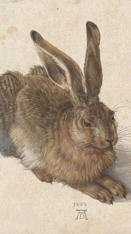 Hat zumindest in Europa den Betenden Händen den Rang des beliebtesten Dürer-Motivs abgelaufen: Der Feldhase.