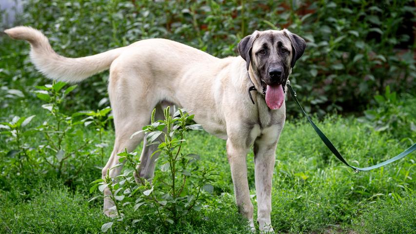 Alfi ist ein Kangal, er kam im Alter von gerade Mal zehn Monaten ins Tierheim, da sein Besitzer überfordert war. Inzwischen ist Alfi zwei Jahre alt. Er weiß ganz genau, was seine Aufgabe als Herdenschutzhund ist. Leider wurde er fast nur im Garten gehalten und hat nicht viel gelernt, berichtet das Tierheim. Menschen müssen erst einmal sein Vertrauen gewinnen, denn Alfi ist sehr wachsam. Andere Hunde mag er, sie sollten ihm körperlich aber gewachsen sein. Mit Kindern und Katzen kommt er dagegen nicht zurecht. Gesucht wird für ihn ein Zuhause mit Garten. Die Halter sollten Erfahrung mit Herdenschutzhunden haben und ihm konsequent alles beibringen, was für ein harmonisches Zusammenleben notwendig ist.
Mehr Informationen gibt es beim Tierheim Nürnberg, Stadenstraße 90, 90491 Nürnberg, Telefon (0911) 919890.
Alfi ist ein Kangal, er kam im Alter von gerade Mal zehn Monaten ins Tierheim, da sein Besitzer überfordert war. Inzwischen ist Alfi zwei Jahre alt. Er weiß ganz genau, was seine Aufgabe als Herdenschutzhund ist. Leider wurde er fast nur im Garten gehalten und hat nicht viel gelernt, berichtet das Tierheim. Menschen müssen erst einmal sein Vertrauen gewinnen, denn Alfi ist sehr wachsam. Andere Hunde mag er, sie sollten ihm körperlich aber gewachsen sein. Mit Kindern und Katzen kommt er dagegen nicht zurecht. Gesucht wird für ihn ein Zuhause mit Garten. Die Halter sollten Erfahrung mit Herdenschutzhunden haben und ihm konsequent alles beibringen, was für ein harmonisches Zusammenleben notwendig ist.
Mehr Informationen gibt es beim Tierheim Nürnberg, Stadenstraße 90, 90491 Nürnberg, Telefon (0911) 919890.