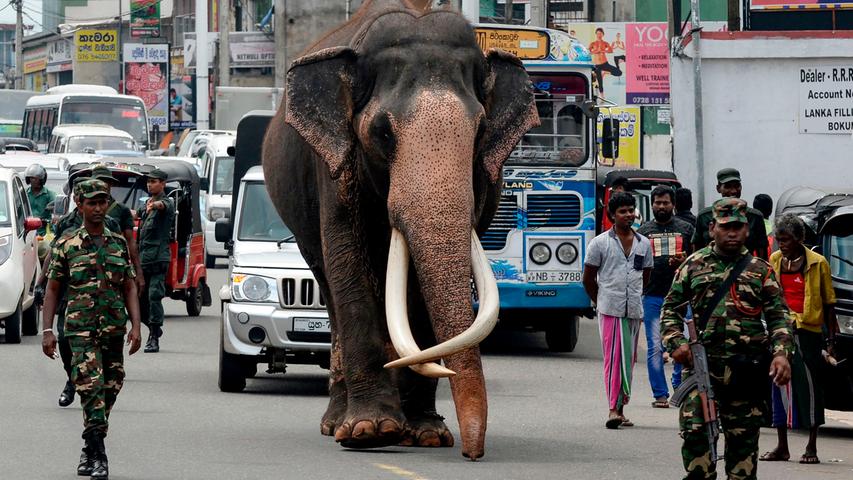 Der in Indien geborene Elefant namens Nadungamuwa Raja wird von Sicherheitspersonal begeleitet, als er eine Straße in einem Außenbezirk von Colombo in Sri Lanka entlangläuft. Elefanten gelten in Sri Lanka als gefährdet, die Population ist über die letzten drei Generationen um mindestens 50 Prozent zurück gegangen.