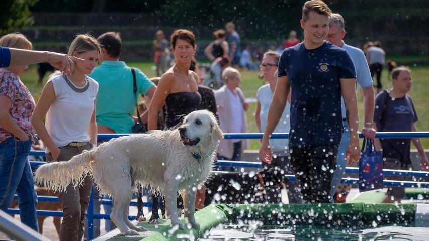 Mit Vollgas ins Wasser: Vierbeiner planschen beim Hundebadetag
