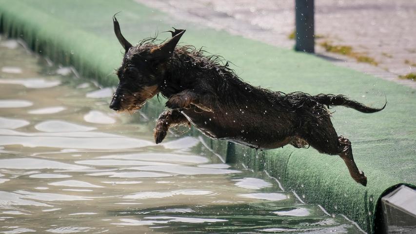 Mit Vollgas ins Wasser: Vierbeiner planschen beim Hundebadetag